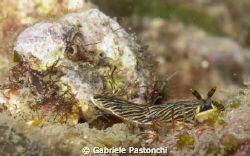 Dermatobranchus striatus by Gabriele Pastonchi 